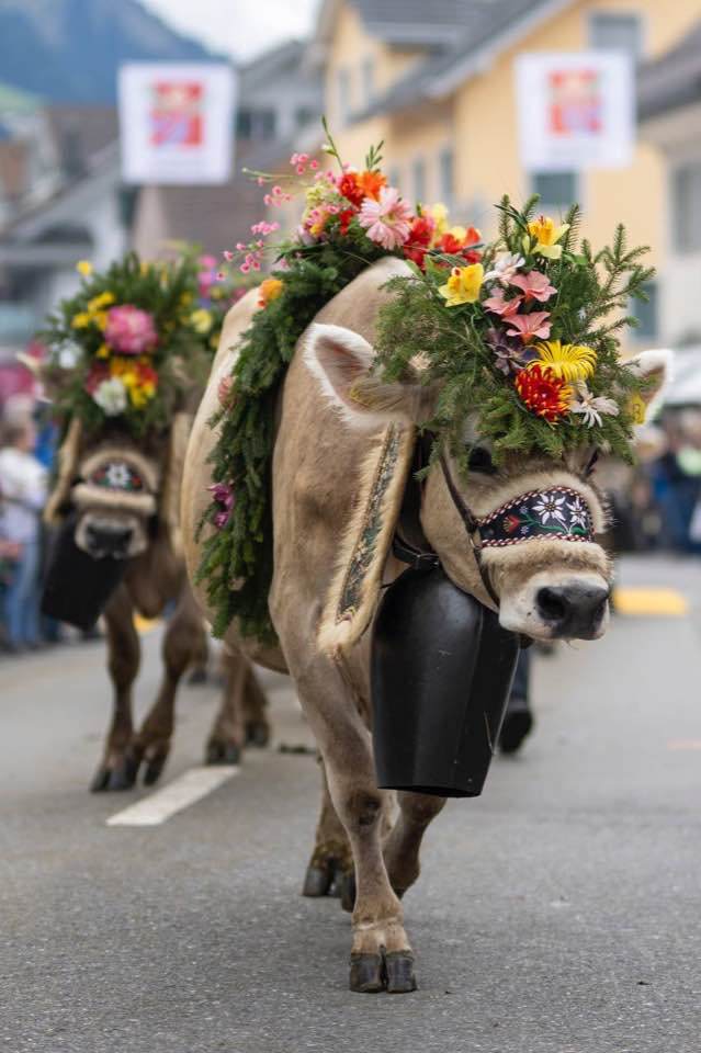 Switzerland Alpabzug Tradition | Alpine Cattle Descent Festival Explained